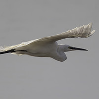 Buy canvas prints of Little Egret. by Don Davis