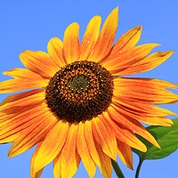 Buy canvas prints of Sun Flower by peter tachauer