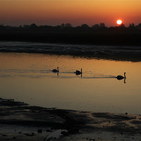 Buy canvas prints of Swans on the Blackwater by peter tachauer