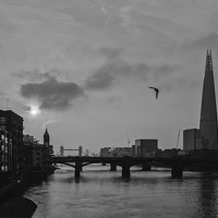 Buy canvas prints of The Shard & The Bird by peter tachauer