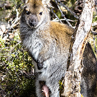 Buy canvas prints of Wild Wallaby with Pouched Joey by peter tachauer