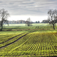 Buy canvas prints of Essex Farmland by peter tachauer