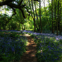 Buy canvas prints of Bluebell Wood Warley Hall by peter tachauer