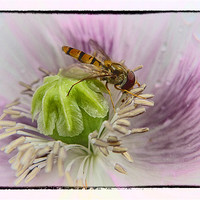 Buy canvas prints of Hover Fly by peter tachauer
