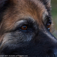 Buy canvas prints of Those Faithful Eyes by Dawn O'Connor