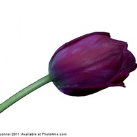 Buy canvas prints of Purple Tulip on White by Dawn O'Connor
