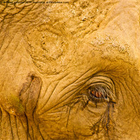 Buy canvas prints of Elephants Eye by Dawn O'Connor