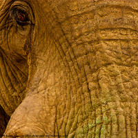 Buy canvas prints of Elephants Eye by Dawn O'Connor