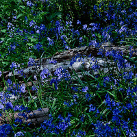 Buy canvas prints of Bluebells and Silver Birch logs by Dawn O'Connor
