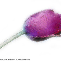 Buy canvas prints of Purple Tulip in Pastel by Dawn O'Connor