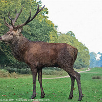 Buy canvas prints of Red Deer Stag Painting by Dawn O'Connor