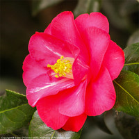 Buy canvas prints of Camellia by Dawn O'Connor