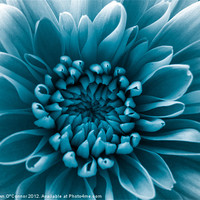 Buy canvas prints of Blue Flower by Dawn O'Connor