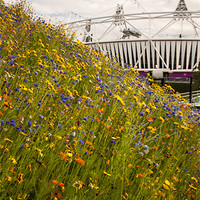 Buy canvas prints of Olympic Park by Dawn O'Connor