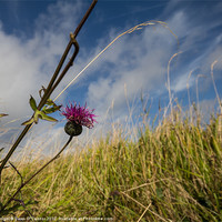 Buy canvas prints of Black Knapweed by Dawn O'Connor