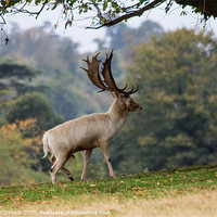 Buy canvas prints of Knole Park Stag by Dawn O'Connor