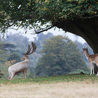 Buy canvas prints of Fallow Deer at Knole Park by Dawn O'Connor