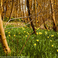 Buy canvas prints of Daffodils in the Woods by Dawn O'Connor