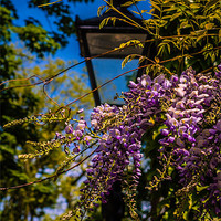 Buy canvas prints of Wisteria by Dawn O'Connor