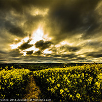 Buy canvas prints of Burham Rapeseed Field by Dawn O'Connor