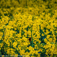 Buy canvas prints of Rapeseed by Dawn O'Connor