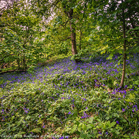 Buy canvas prints of Ashenbank Bluebell Wood by Dawn O'Connor