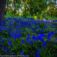Buy canvas prints of Ashenbank Bluebell Wood by Dawn O'Connor