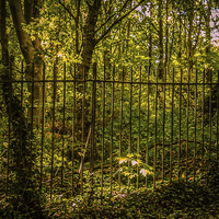 Buy canvas prints of On The Otherside of the Fence by Dawn O'Connor