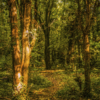 Buy canvas prints of The Woodland Path by Dawn O'Connor