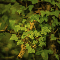 Buy canvas prints of Common Ivy by Dawn O'Connor