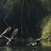 Buy canvas prints of Ducks Landing by Dawn O'Connor