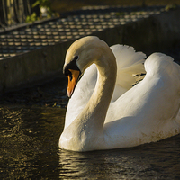Buy canvas prints of Swan by Dawn O'Connor