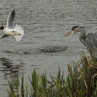 Buy canvas prints of Heron and Gull by Dawn O'Connor