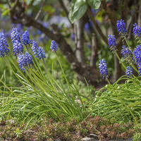 Buy canvas prints of Muscari by Dawn O'Connor