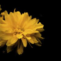 Buy canvas prints of Yellow Flower by Dawn O'Connor