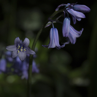 Buy canvas prints of Bluebells by Dawn O'Connor