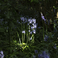 Buy canvas prints of English Bluebells by Dawn O'Connor