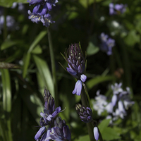 Buy canvas prints of English Bluebells by Dawn O'Connor