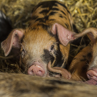 Buy canvas prints of Piglets by Dawn O'Connor
