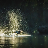 Buy canvas prints of  A Duck Landing on a Lake by Dawn O'Connor