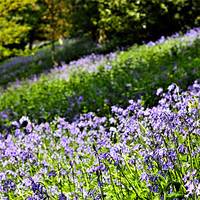 Buy canvas prints of A Carpet of English Bluebells, Kent UK by Dawn O'Connor