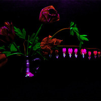 Buy canvas prints of Flowers on Black Background by Dawn O'Connor