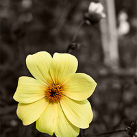Buy canvas prints of Yellow Delight by Dawn O'Connor