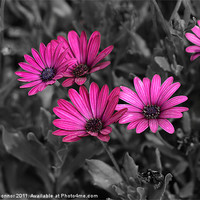 Buy canvas prints of Pretty in Pink - Osteospermums by Dawn O'Connor