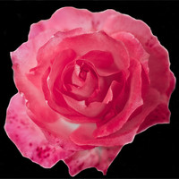 Buy canvas prints of Pink Rose on Black by Dawn O'Connor