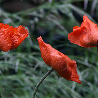 Buy canvas prints of Poppies with Real Raindrops! by Dawn O'Connor