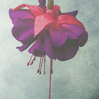 Buy canvas prints of Faded Fuchsia by Dawn O'Connor