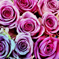 Buy canvas prints of Roses for you by Lauren Meyerink