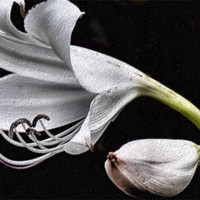 Buy canvas prints of Stone lily by Lauren Meyerink