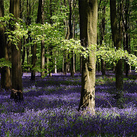 Buy canvas prints of Bluebell wood by Graham Piper